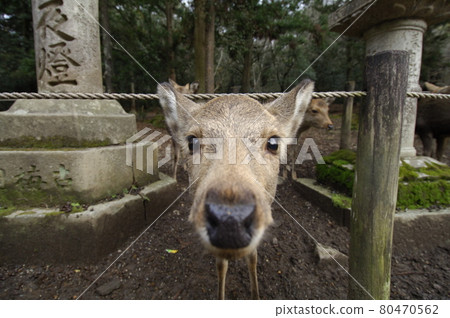 Nara Park Deer Nara Park Deer 80470562