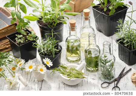 Making oil or infusion from home grown medicinal plants. Bottles of essential oil or infusion of medicinal herbs, healthy plants for healing and cooking in pots - sage, rosemary, lavender, mint, daisy Making oil or infusion from home grown medicinal plants. Bottles of essential oil or infusion of medicinal herbs, healthy plants for healing and cooking in pots - sage, rosemary, lavender, mint, daisy 80470638
