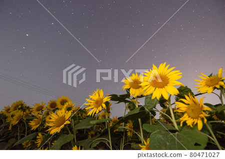 向日葵和星空 80471027