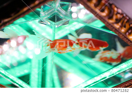 金魚金魚發光 金魚金魚發光 80471282