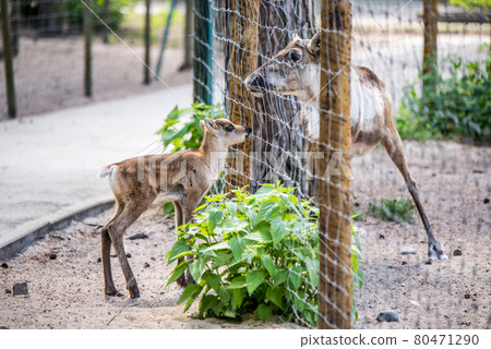 Cow moose with calf walking behind the fence 80471290