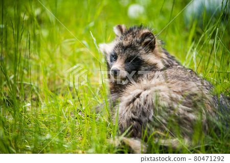Cute fluffy raccoon dog sitting in the green grass Cute fluffy raccoon dog sitting in the green grass 80471292