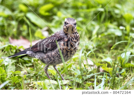 Young thrush on green grass close-up. Young thrush on green grass close-up. 80472164