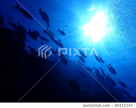 Backlit school of fish Backlit school of fish 80472243