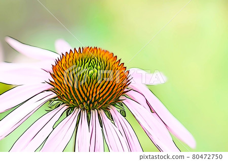 Pastel style “Echinacea” illustration image Pastel style “Echinacea” illustration image 80472750