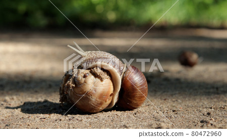 Mating of grape snails in their natural habitat 80472960