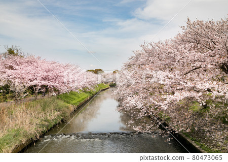 日本千葉縣船橋市河邊一排櫻花樹 日本千葉縣船橋市河邊一排櫻花樹 80473065