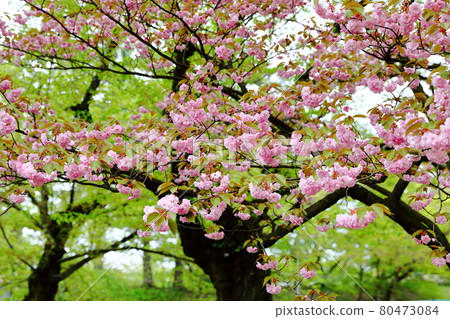 Beautiful cherry blossom sakura in spring time, vivid pink cherry blossom flowers, Cherry blossom in full bloom. 80473084