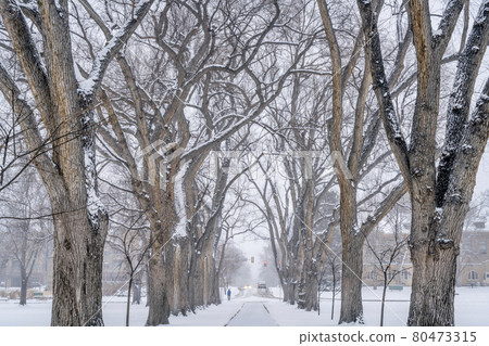 alley of old elm trees at university campus alley of old elm trees at university campus 80473315