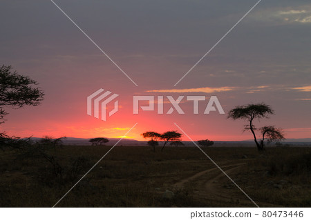 Dawn at Serengeti National Park, Tanzania, Africa 80473446