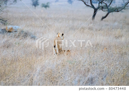 Lioness with cubs. Serengeti National Park, Tanzania, Africa Lioness with cubs. Serengeti National Park, Tanzania, Africa 80473448