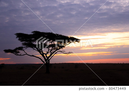 Dawn at Serengeti National Park, Tanzania, Africa Dawn at Serengeti National Park, Tanzania, Africa 80473449