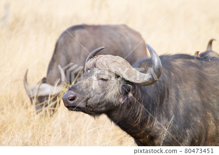 Cape buffalo from Serengeti National Park, Tanzania, Africa Cape buffalo from Serengeti National Park, Tanzania, Africa 80473451