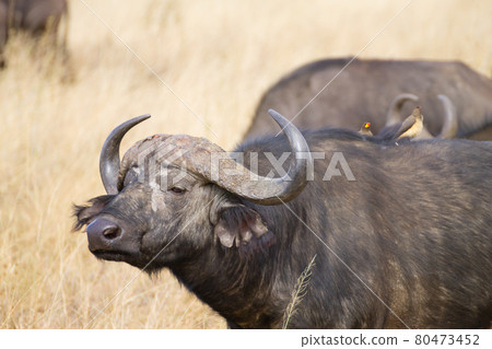 Cape buffalo from Serengeti National Park, Tanzania, Africa Cape buffalo from Serengeti National Park, Tanzania, Africa 80473452