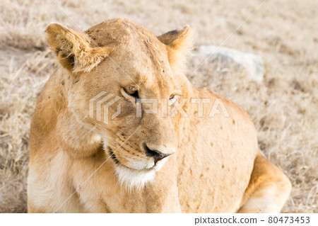 Lioness close up. Serengeti National Park, Tanzania, Africa Lioness close up. Serengeti National Park, Tanzania, Africa 80473453