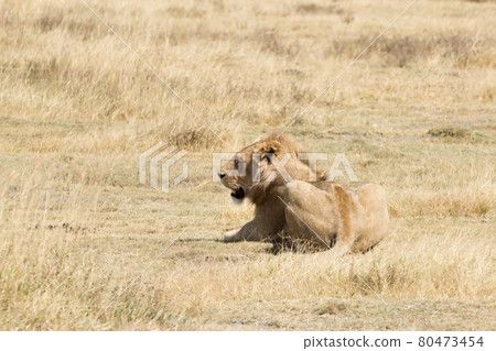 Lion on Ngorongoro Conservation Area crater, Tanzania Lion on Ngorongoro Conservation Area crater, Tanzania 80473454