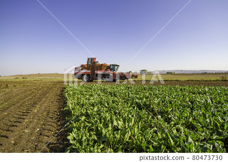 red combine harvester harvest of sugar beet 80473730