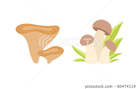 Fresh Wild Forest Edible Mushrooms Set Cartoon Vector Illustration Fresh Wild Forest Edible Mushrooms Set Cartoon Vector Illustration 80474119