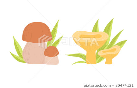 Wild Forest Edible Mushrooms Set, Boletus and Chanterelle Cartoon Vector Illustration Wild Forest Edible Mushrooms Set, Boletus and Chanterelle Cartoon Vector Illustration 80474121