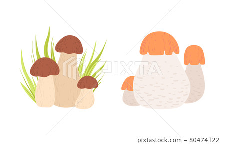 Wild Forest Edible Mushrooms Set, Boletus, Cep Cartoon Vector Illustration Wild Forest Edible Mushrooms Set, Boletus, Cep Cartoon Vector Illustration 80474122