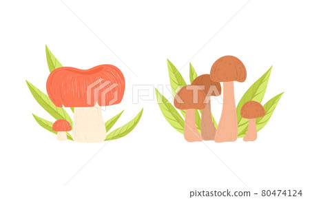 Set of Wild Forest Edible Mushrooms Growing in Grass in Nature Cartoon Vector Illustration 80474124