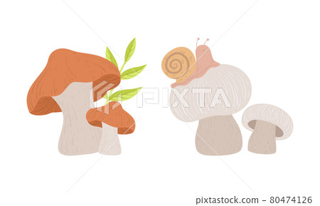 Wild Fresh Forest Edible Mushrooms Set Cartoon Vector Illustration Wild Fresh Forest Edible Mushrooms Set Cartoon Vector Illustration 80474126