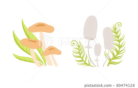 Set of Wild Forest Edible Mushrooms Cartoon Vector Illustration Set of Wild Forest Edible Mushrooms Cartoon Vector Illustration 80474128