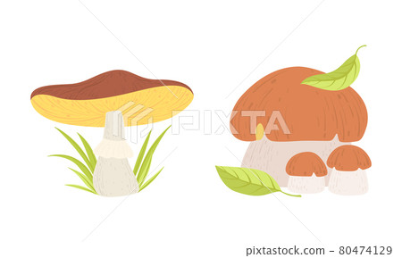 Different Types of Wild Forest Edible Mushrooms Set Cartoon Vector Illustration Different Types of Wild Forest Edible Mushrooms Set Cartoon Vector Illustration 80474129