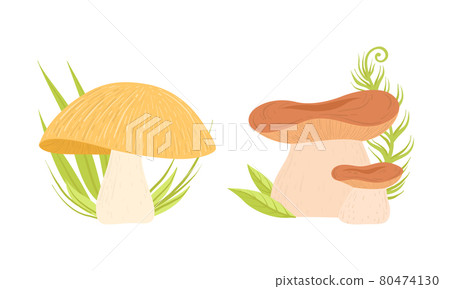 Different Types of Forest Edible Mushrooms Set Cartoon Vector Illustration Different Types of Forest Edible Mushrooms Set Cartoon Vector Illustration 80474130