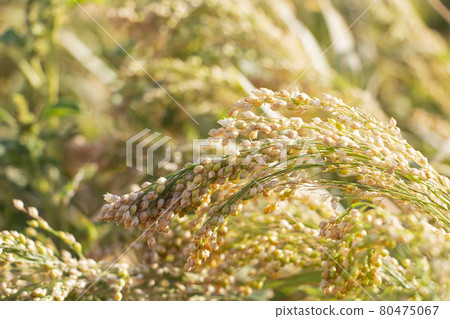 Ripe millet crops in the fields. Healthy food. 80475067