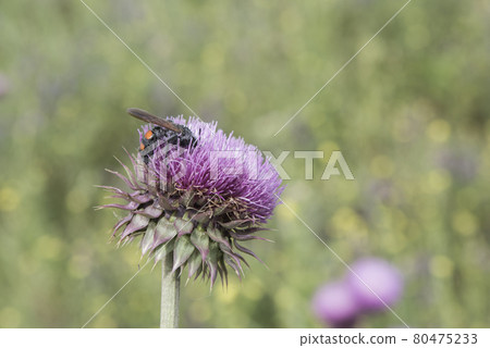 Bumblebee on a thistle, Patagonia 80475233