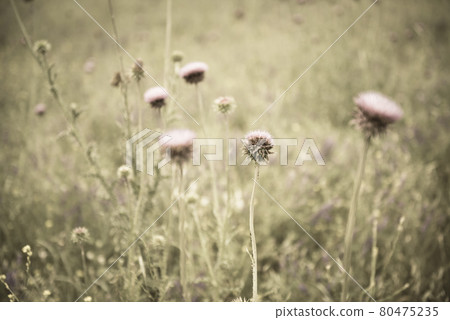 Bumblebee on a thistle, Patagonia 80475235