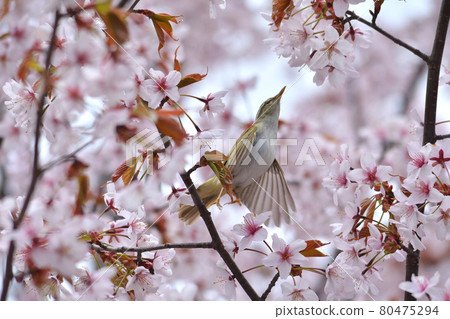 Uguit and cherry blossoms 80475294