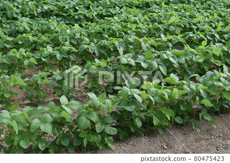 Dadacha Bean Field Tsuruoka City, Yamagata Prefecture King of Green Soybeans 80475423