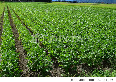 田茶豆田 山形縣鶴岡市 青豆之王 田茶豆田 山形縣鶴岡市 青豆之王 80475426