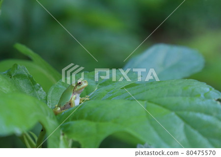 樹蛙停留在桑葉上 80475570