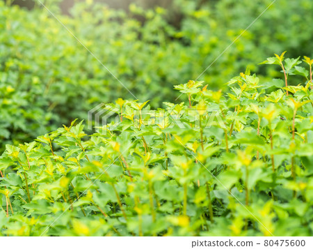Green bushes with young leaves in the sunset Green bushes with young leaves in the sunset 80475600