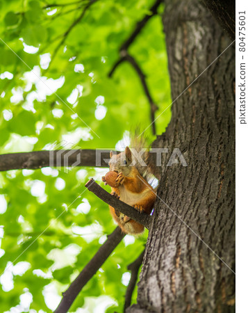 The squirrel with nut sits on a branches in the spring or summer. The squirrel with nut sits on a branches in the spring or summer. 80475601