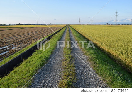 農場公路和鄉村 80475613