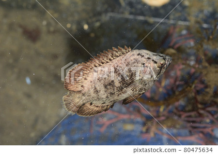 Tripletail, tripletail, dead leaf-based juvenile Tripletail, tripletail, dead leaf-based juvenile 80475634