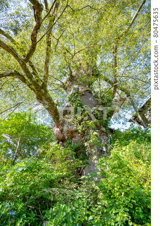 Zelkova zelkova growing on the approach to Musashi Mitake Shrine 80475635