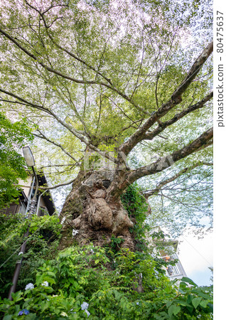Zelkova zelkova growing on the approach to Musashi Mitake Shrine 80475637