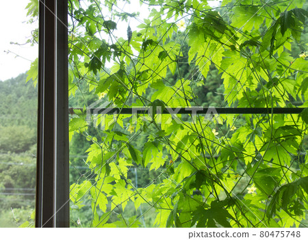 Goya green curtain 80475748