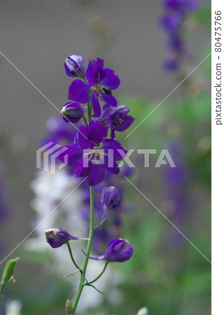 Larkspur開花[紫花] 80475766