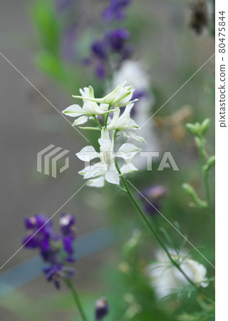 Larkspur開花[白花] 80475844