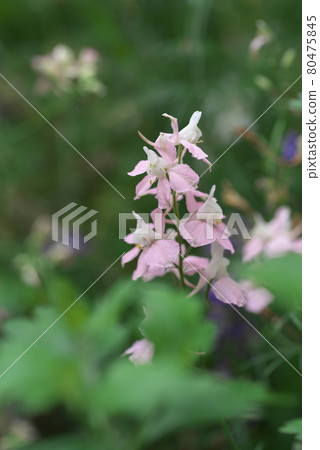 Larkspur開花了[粉紅色的花] 80475845