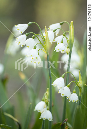 Close up of white snowflakes flowers in sunny day in a forest. 80476186