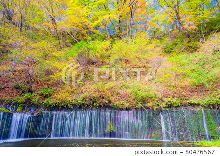 Yellow leaf forest and Shiraito waterfall Yellow leaf forest and Shiraito waterfall 80476567