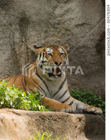 Female of Amur Tora Female of Amur Tora 80476804
