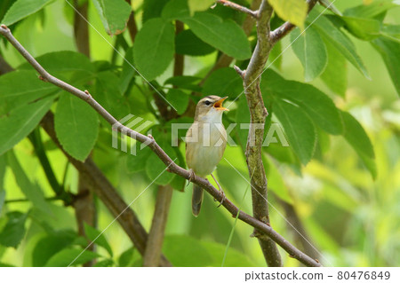 小吉切唱歌 小吉切唱歌 80476849